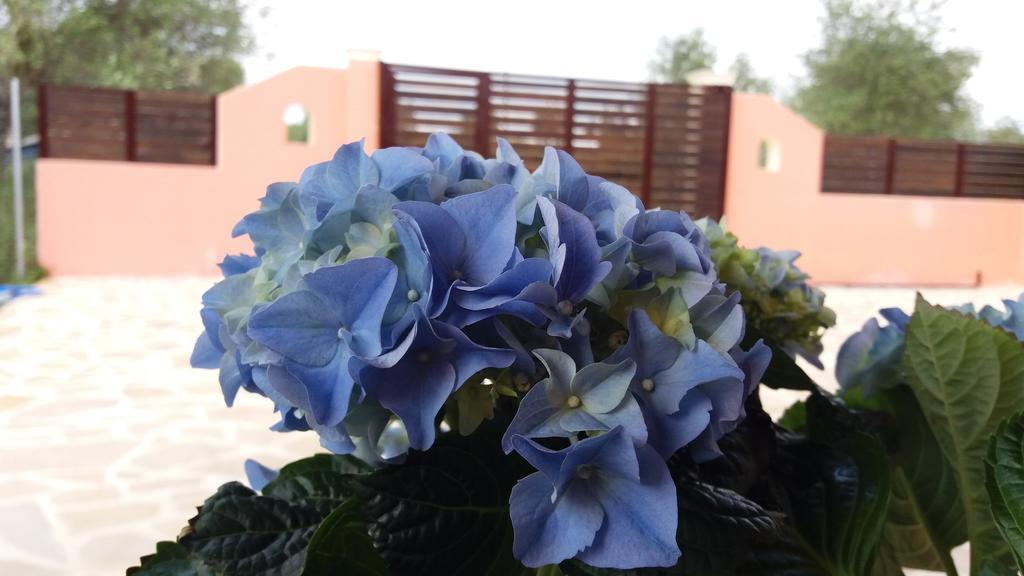 Amaryllis Boutique Apartments Мораитика Екстериор снимка