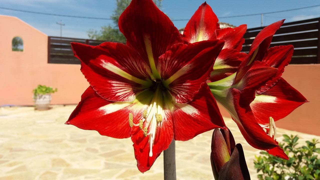 Amaryllis Boutique Apartments Мораитика Екстериор снимка